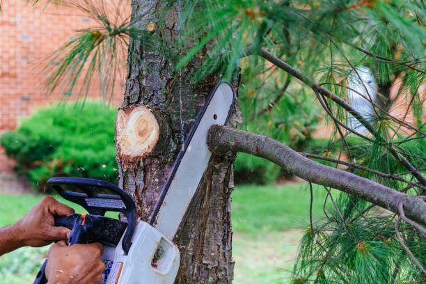 Reliable Knoxville, IL Tree Removal and Landscaping Services Solutions